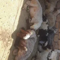 بره نر فول گوشت