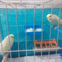 مرغ عشق|پرنده|ایرانشهر, |دیوار
