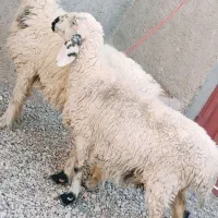 دوتا گوسفند آبستن دوقلوزا هیکلی