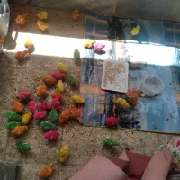 جوجه رنگی ۸ روزه