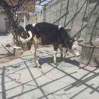 گوساله سمینال ماده هشت ماهه معاوضه با گوساله نر