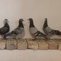 پلاکی بیرون شهری