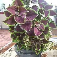 گل طبیعی|گل و گیاه طبیعی|صحنه, |دیوار