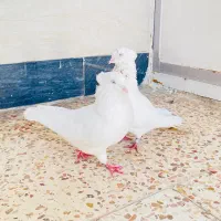 اراکی|پرنده|سوسنگرد, |دیوار