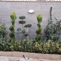 خدمات‌باغبانی سرویس درتمام نقاط تهران باغچه گلدون