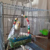 عروس هلندی نر