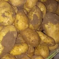 سلام حدود ۲تن و نیم جلی بذری تکدانه به فروش میرسد