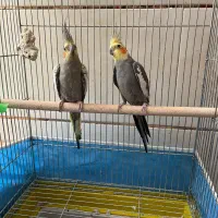 عروس هلندی