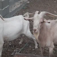 نر بز سانن