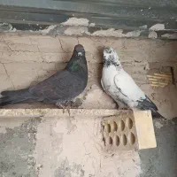 کفتر پرشی سوسکی کله دمسبز زاغسبز کاشونی