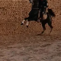 اسب سواریدار سیلمی