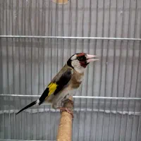سهر جوجه قناری سرلاکی