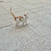 واگذاری رایگان بچه گربه اهلی