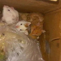 همستر ،همستر سوری،کمپل