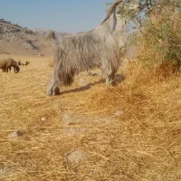 یک عدد دوبر