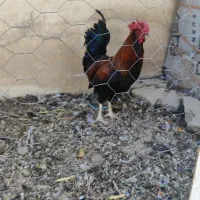 ۴ عدد خروس
