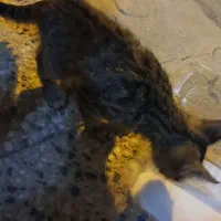 بچه گربه