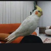 عروس هلندی نر(سخنگو و دستی)