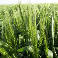 فروش کاه گندم دست اول(عدل.بسته)