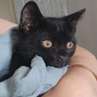 واگذاری ۵ بچه گربه اصیل به صورت جدا یا باهم