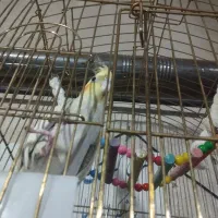 عروس هلندی ماده
