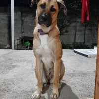 واگذاری رایگان به شرط فرم واگذاری