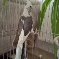 عروس هلندی
