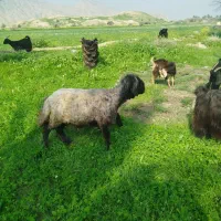 فروش کره وکشک محلی