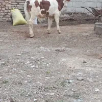 گوساله نر