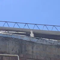 کبوتر زینتی