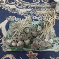 سیر محلی