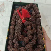 رودراکشا سایز نهایی
