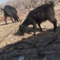فروش بز