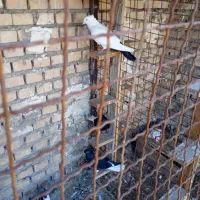 کبوتر|حیوانات|اهواز, حصیرآباد|دیوار