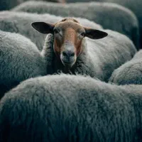 کود حیوانی.پشکل گوسفند