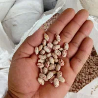 لوبیا چیتی درجه ۱
