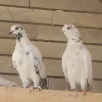یه جفت کله دمبی