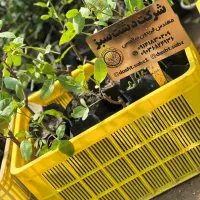 نهال پسته پیوندی ۲ساله +ضمانتی