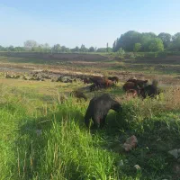 قوچ کره