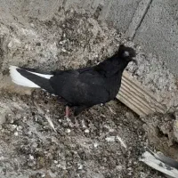 کبوتر جفت طوقی و جوجه یک بند و سیاه دم سفید شرت نر