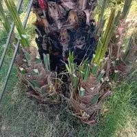 تهم کن به صورت اصولی.. فسیل کن