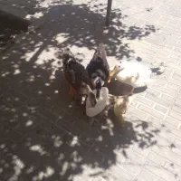 ارد‌ک‌وجوجه‌اردک
