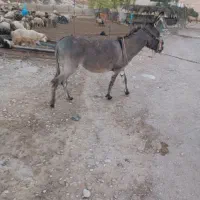 الاغ|حیوانات مزرعه|کازرون, |دیوار