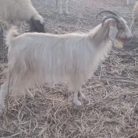 فروش ۶رس بزچاغ