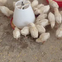 جوجه گوشتی و تخم گذار
