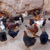 حراج جوجه شروه ایی کشتنی (خواجه)