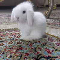 خرگوش لوپ