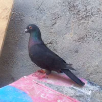 پلاکی ماده عراق،قره سرخ جوجه،طوقی