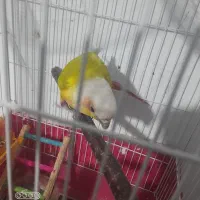 طوطی