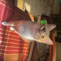 واگذاری  گربه باهوش